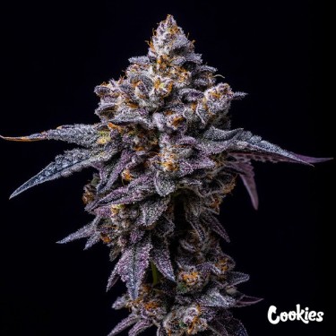 Hollywood - Cookies Seed Bank - GB The Green Brand