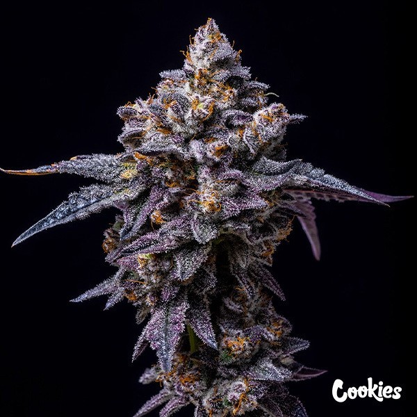 View Hollywood - Cookies Seed Bank - GB The Green Brand