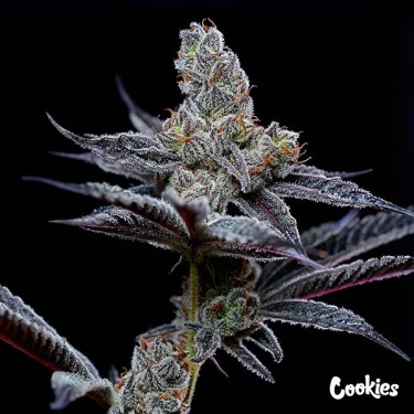 Mind Fuck - Cookies Seed Bank - GB The Green Brand