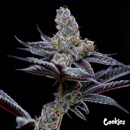 Mind Fuck - Cookies Seed Bank - GB The Green Brand