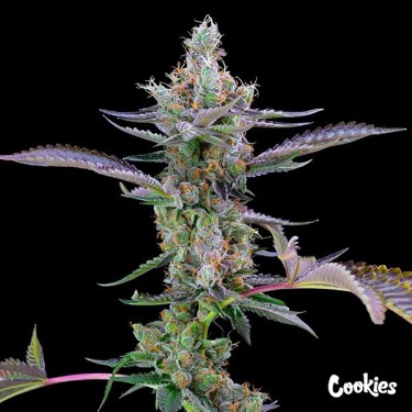 Dirty Money - Cookies Seed Bank - GB The Green Brand