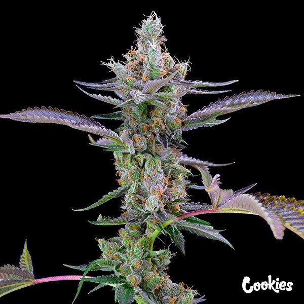 Dirty Money - Cookies Seed Bank - GB The Green Brand