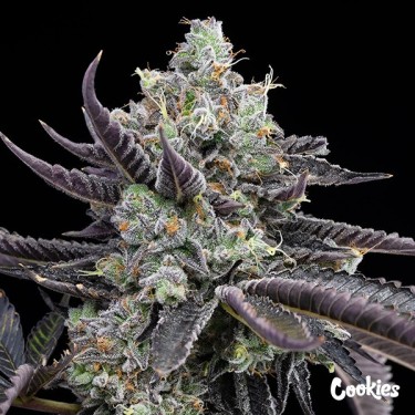 Tie Die - Cookies Seed Bank - GB The Green Brand