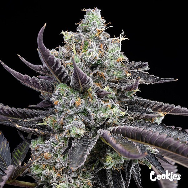 View Tie Die - Cookies Seed Bank - GB The Green Brand