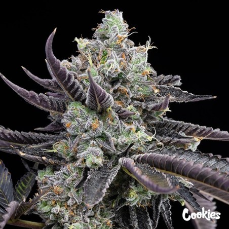 Tie Die - Cookies Seed Bank - GB The Green Brand