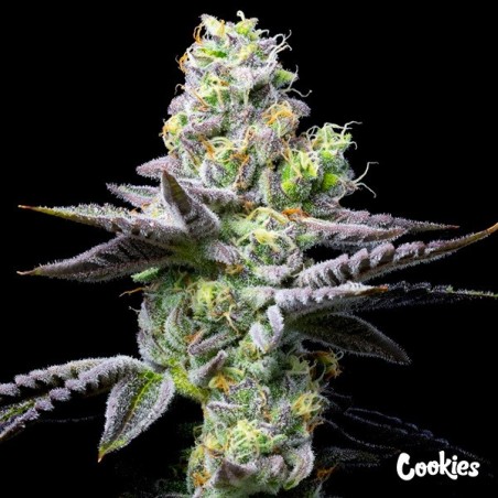 Wet Wet - Cookies Seed Bank - GB The Green Brand