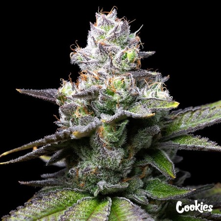 Melted Scoopz - Cookies Seed Bank - GB The Green Brand