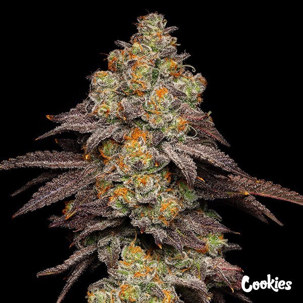 View Big Z - Cookies Seed Bank - GB The Green Brand
