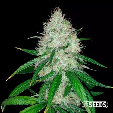 Bolo de casamento automático 100% Feminized Bulk - GB The Green Brand