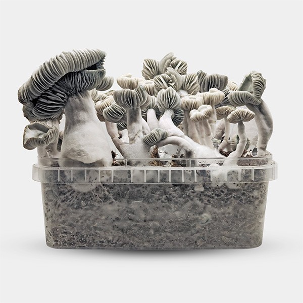 View Kit de cultivo de cogumelos Jack Frost