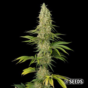 View Super Silver Haze