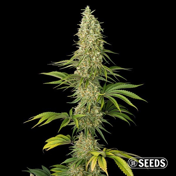View Sementes Super Silver Haze  - GB The Green Brand