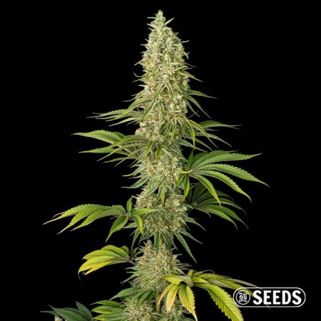 Sementes Super Silver Haze  - GB The Green Brand