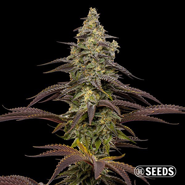 View Sementes Animal Cookies  - GB The Green Brand