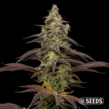 Sementes Animal Cookies  - GB The Green Brand