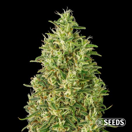 Sementes Auto Super Silver Haze  - GB The Green Brand