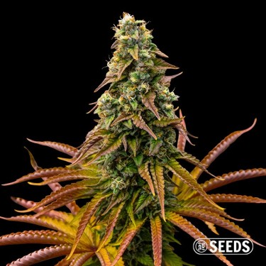 Sementes Auto Animal Cookies - GB The Green Brand