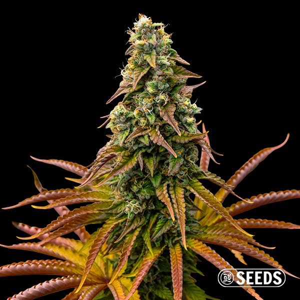 View Sementes Auto Animal Cookies - GB The Green Brand
