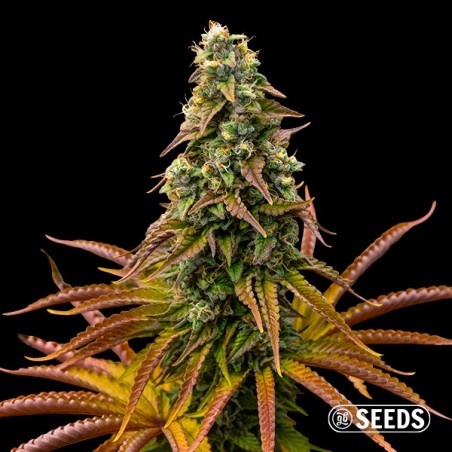 Sementes Auto Animal Cookies - GB The Green Brand