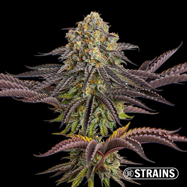 View Sementes Auto Sangria GB Strains - GB The Green Brand