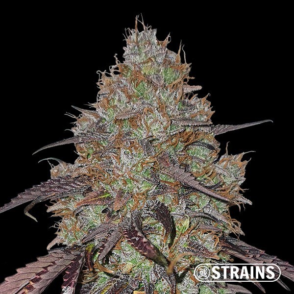 View Cereal Milk de GB Strains - GB The Green Brand