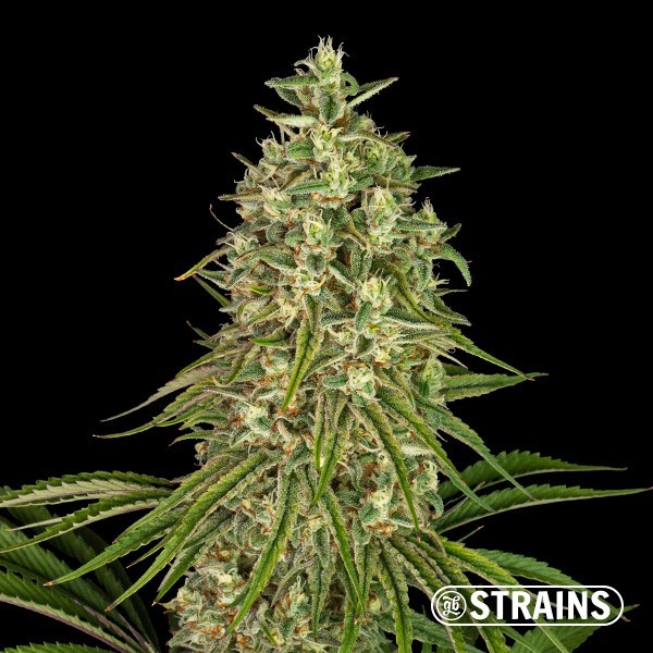 View Strawberry Sugar Candy de GB Strains - GB The Green Brand