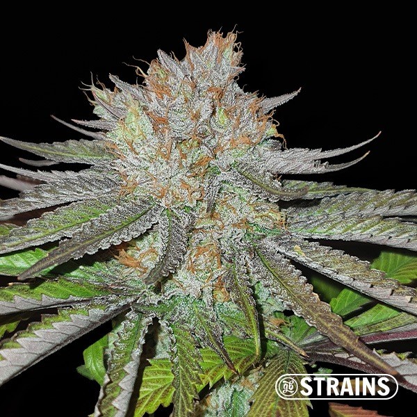 View MAC BX1 Capulador Sementes regulares GB Strains - GB A marca verde