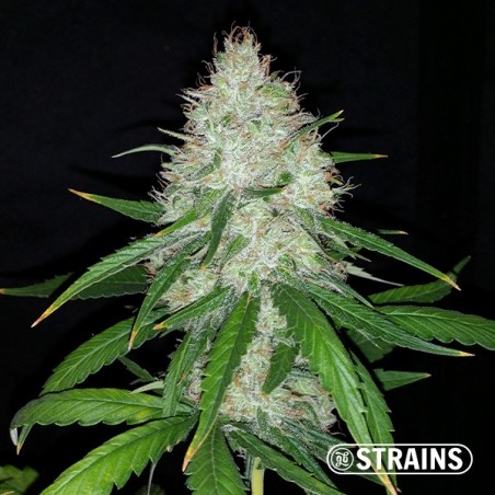 Bolo de morango automático CBD por GB Strains - GB A marca verde