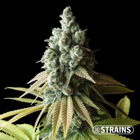 Chocolookies Edição Limitada de GB Strains - GB The Green Brand