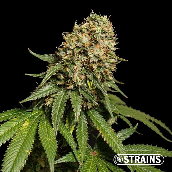 View Blue Cheese Ultra Fast CBD GB Strains - GB The Green Brand