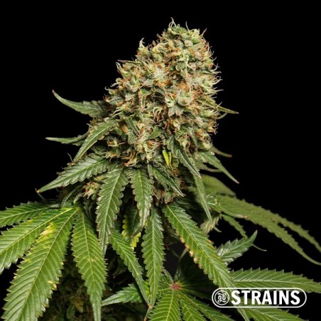 Blue Cheese Ultra Fast CBD GB Strains - GB The Green Brand