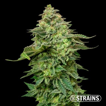 Strawberry Cake Ultra Fast CBG (Canabigerol) GB Strains - GB The Green Brand