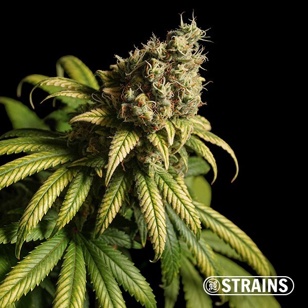 View Bolo de morango Ultra rápido CBD por GB Strains - GB A marca verde