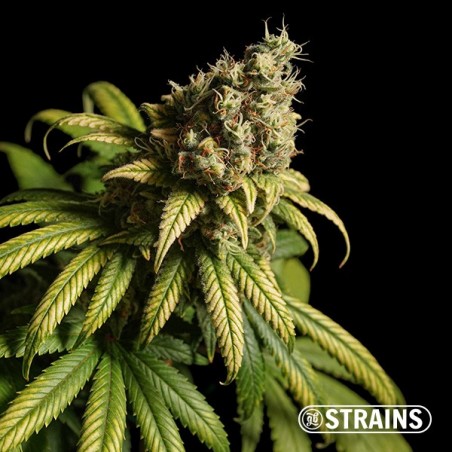 Bolo de morango Ultra rápido CBD por GB Strains - GB A marca verde