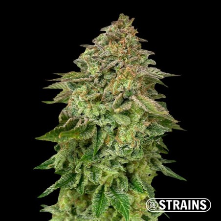 Bolo de morango Ultra rápido por GB Strains - GB A marca verde