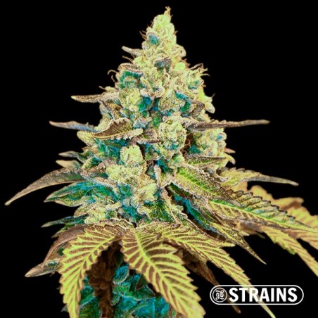 Auto Ice Cream Cake XXL Sementes GB Strains - GB The Green Brand