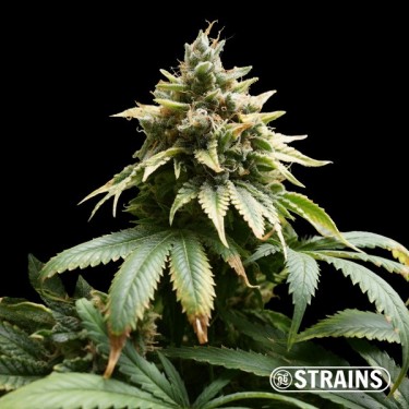 View Auto M.A.C. (Miracle Allien Cookies) XXL GB Strains - GB The Green Brand