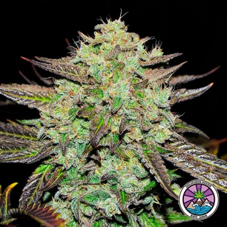 Sementes feminizadas Purple Mango Kush - GB The Green Brand