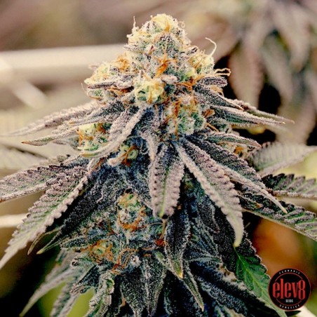 Sementes Sundae Punch de Elev8 Seeds - GB The Green Brand