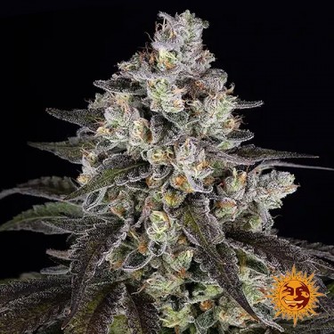 Trainwreck