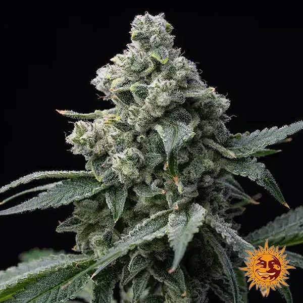 View Bruce Banner Barney's Farm