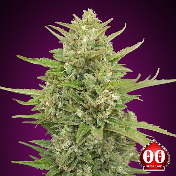 View Auto Super Skunk de 00 Sementes Δ GB The Green Brand.net - GB The Green Brand
