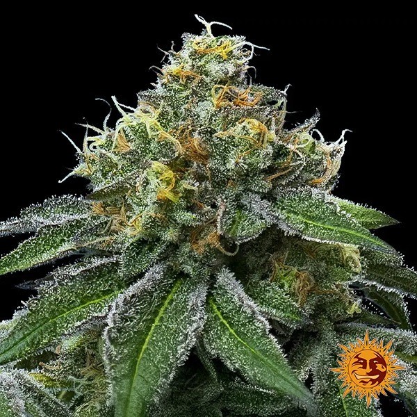View RS11 x Banana OG 🍌 de Barney's Farm - GB The Green Brand