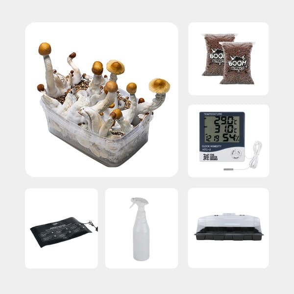 Kit de Autocultivo de Cogumelos Mágicos
