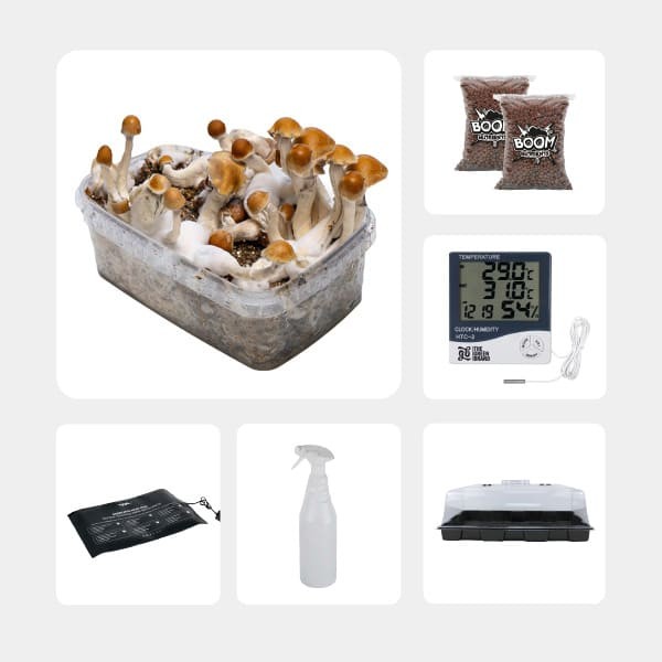Kit de Autocultivo de Cogumelos Mágicos