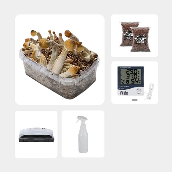 Kit Económico para cultivo de cogumelos Mexicanas
