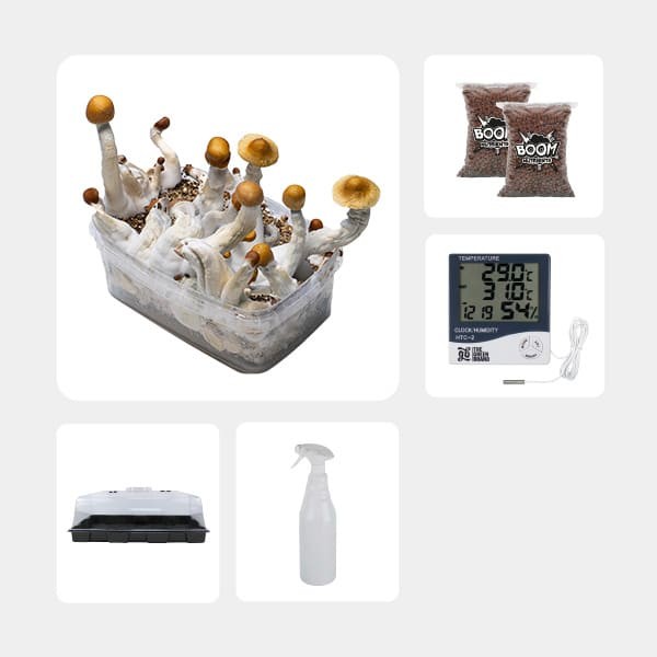 Kit Económico para cultivo de cogumelos Golden teacher