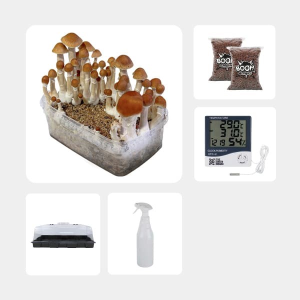 Kit Económico para cultivo de cogumelos Mckenaii