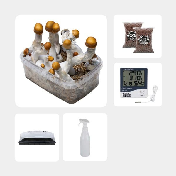 Kit Económico para cultivo de cogumelos B+