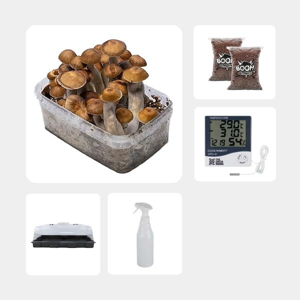 Kit Económico para cultivo de cogumelos Mazapatec